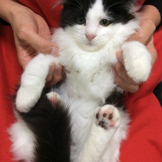 長毛ハチワレ猫くん♪