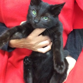 幸福を呼ぶ黒猫くん♪