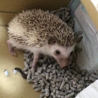 (交渉中のため募集停止)ハリネズミ