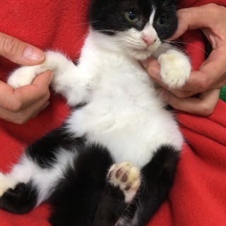 小柄な女の子♥ぷくぷくチャン♪