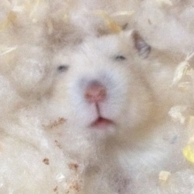 KUMAJrのカバー写真