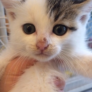 白キジブチの子猫ちゃん