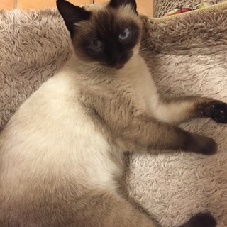 青い目スリゴロ♪シャム柄の女の子です！