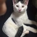 人懐こく甘えん坊な子猫