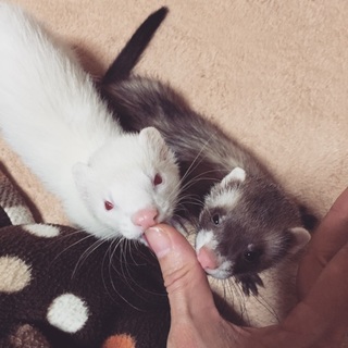 応募者多数の為締め切ります。