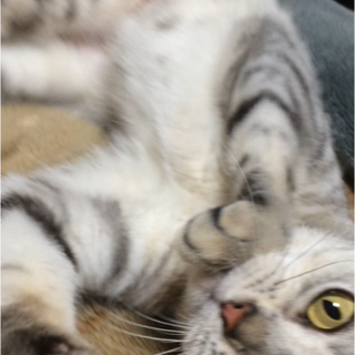 若いアメショ♀