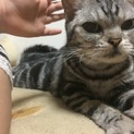 ※トライアル中　マイペースで穏やかなアメショ若い♀