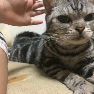 ※トライアル中　マイペースで穏やかなアメショ若い♀