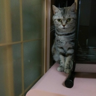 大人しいアメショ若い♀