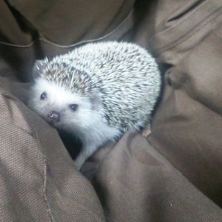 応募多数の為、一旦募集を停止させていただきます