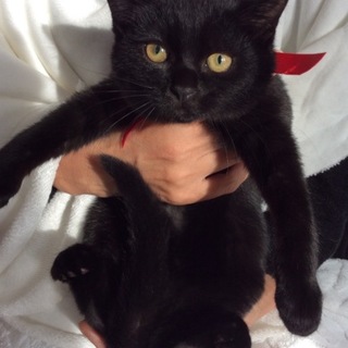 幸福を呼ぶクロ猫 クロエちゃん2ヶ月♪