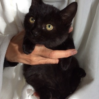 幸福を呼ぶクロ猫 クロくん2ヶ月♪