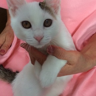 白いお姫様　あたし、みどり っていうのよ♪