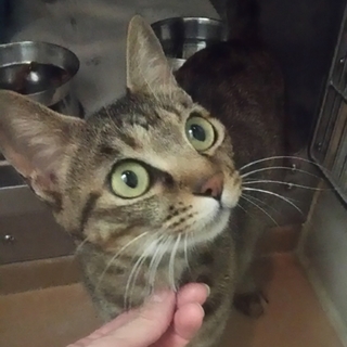 とっても性格の良いママ猫ちゃん 避妊手術済です！