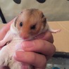 ゴールデンハムスターのオスです！ サムネイル2