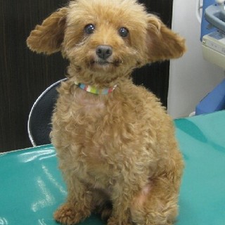 空(そら)ちゃん  唯一無二の飼い主さん探し！