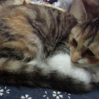 素敵な里親さんに決まりました！『りんちゃん★』