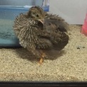 ヒメウズラ 成長 2匹