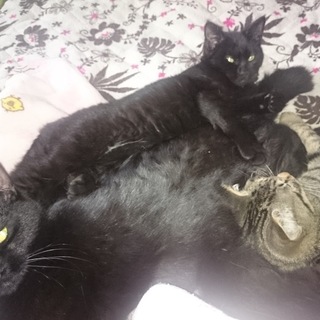 子猫里親募集中ですm(__)m現在７匹います。