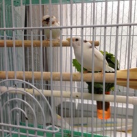 4羽共に名前あり。