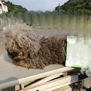 過酷な環境を生きて来ました