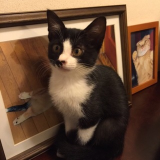 ハチワレ美猫のミタちゃん♪