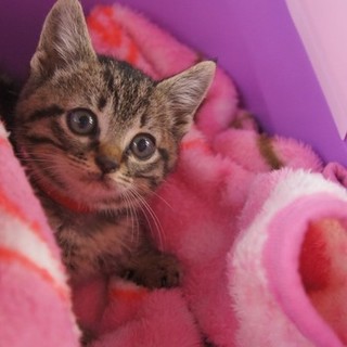 可愛いサバトラ僕ちゃん