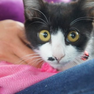 地域猫現場に遺棄されたオセロくん