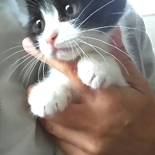 白黒ハチワレ♡生後約２ヶ月