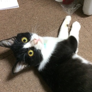 元気いっぱいハチワレ猫君の里親募集