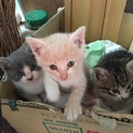 3匹の子猫です