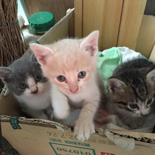 3匹の子猫です
