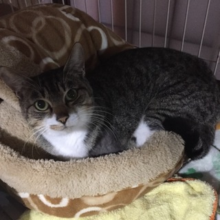 スリスリゴロゴロめちゃ甘えたさんです☆