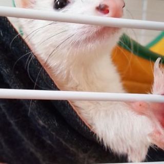 里親様決まりそうなので。