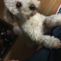 岩桐 小次郎