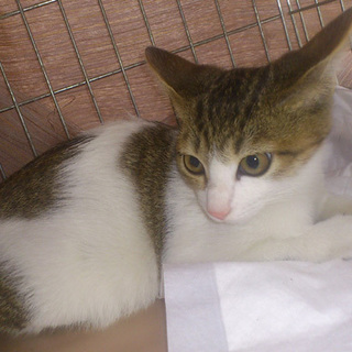 甘えんぼの白キジ女の子