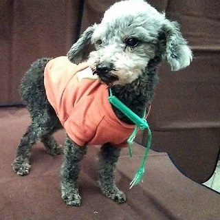 小さい体で頑張ってきました。