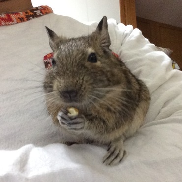 2015.11.26 初めて腕に乗ってきた