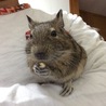 2015.11.26 初めて腕に乗ってきた
