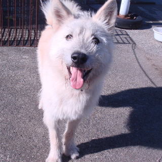 緊急募集！！テリア系2歳位・フレンドリーな男の子