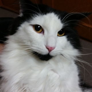 血統書ありノルウェージャンフォレストキャット成猫