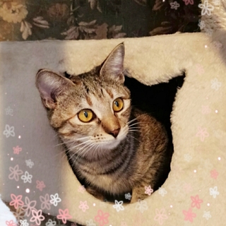 上品で愛らしいモモちゃん