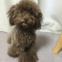 トイプードル☆ブラウン