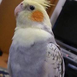 「初 小鳥の病院」サムネイル2