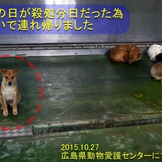 「タピオカちゃん（仮）」愛護センター引き出し犬