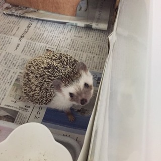 ハリネズミ里親さん募集