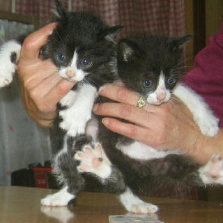 可愛い子猫♪２匹兄弟^_^  2カ月です