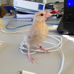 文鳥の雛たちの合唱