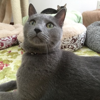 飼い主死亡、穏やかなシニアのロシアンブルーオス