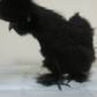 一時募集停止中